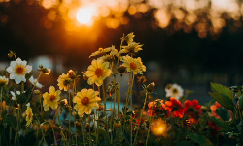 Creative Ways to Photograph Flowers